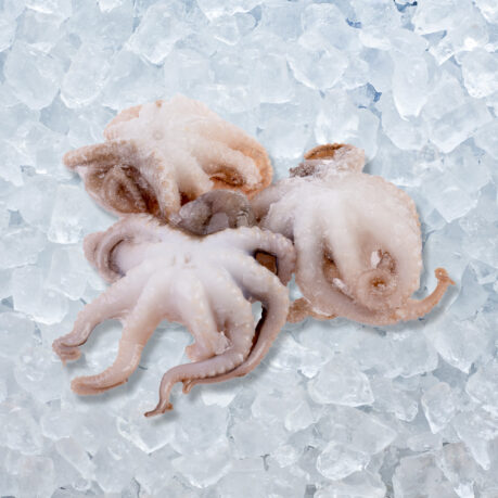 Chobotnice obecná – Baby Octopus 20/40